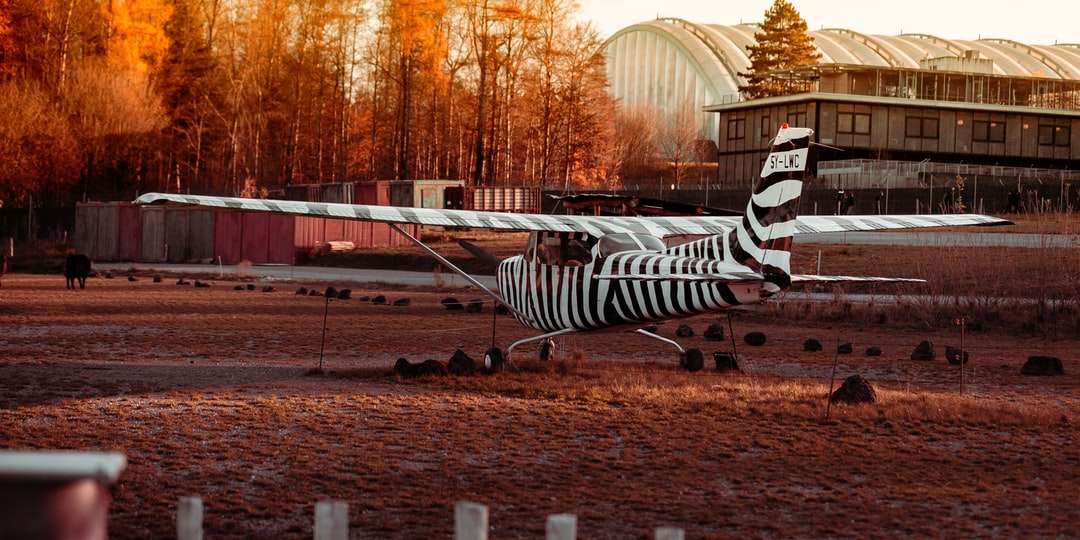 statua di zebra bianca e nera sul campo marrone durante il giorno puzzle online