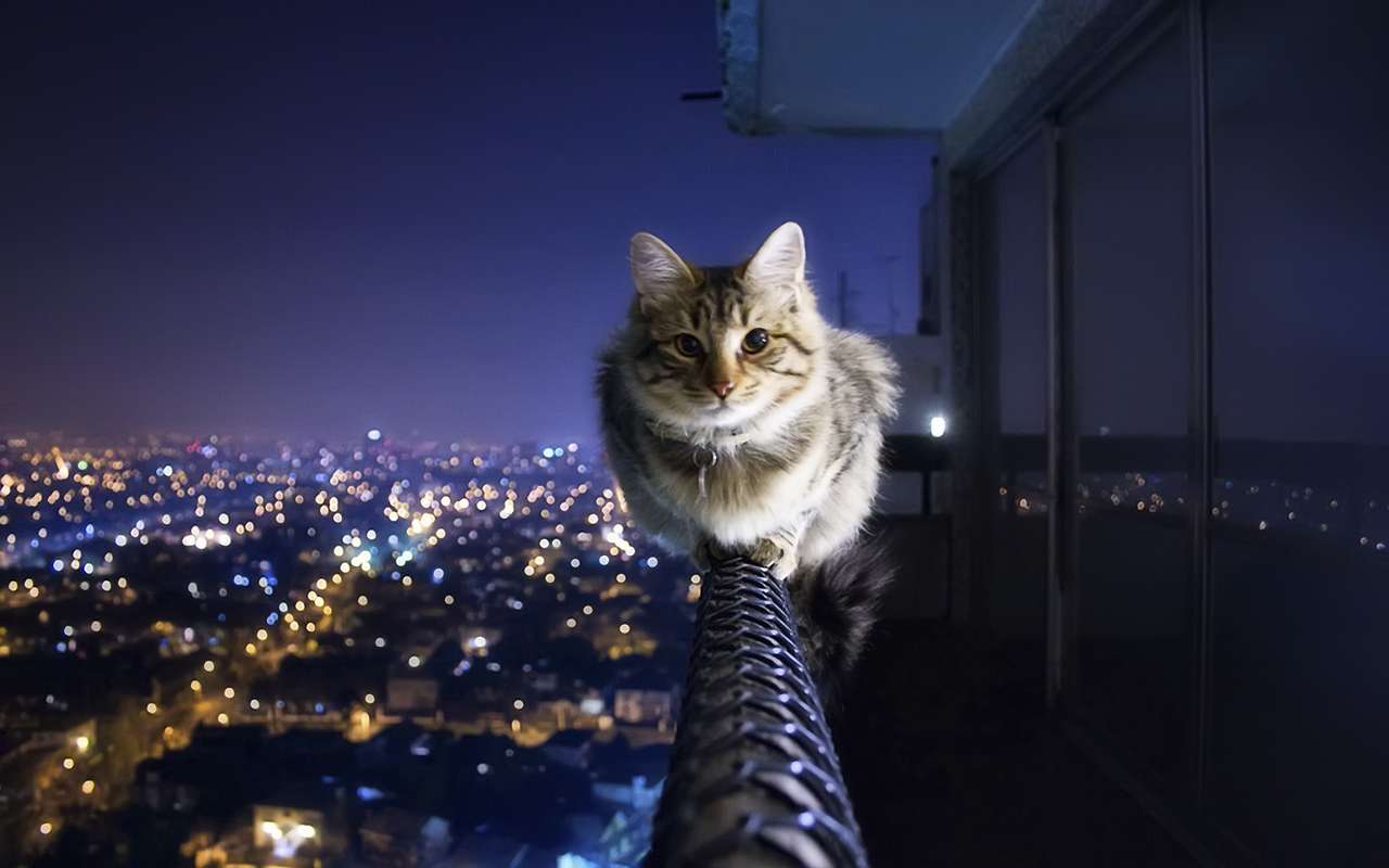 Katze auf dem Balkon Online-Puzzle