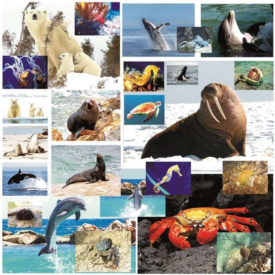 Animale marine kirakós online