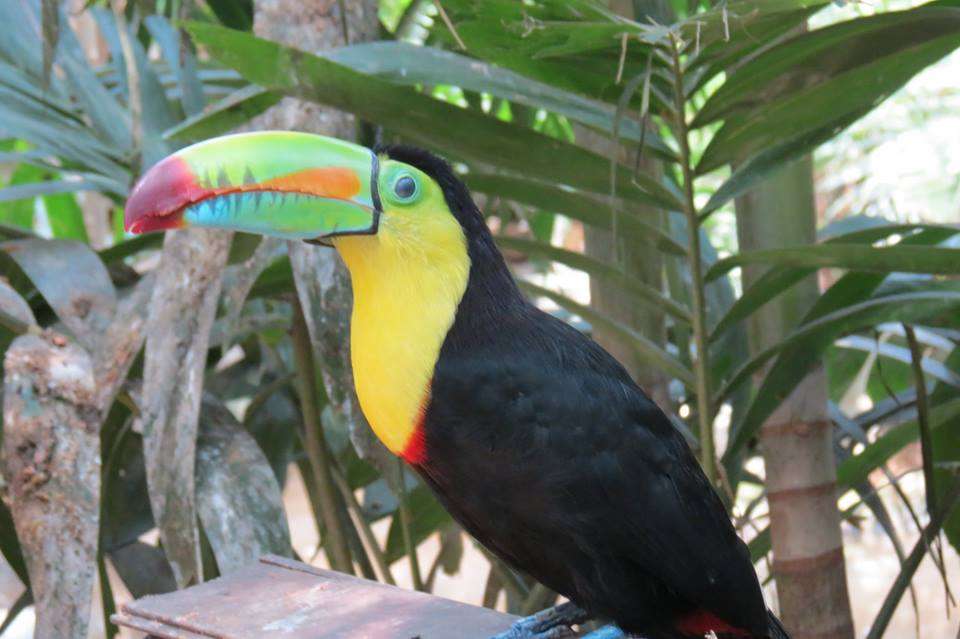 πολύχρωμο toucan online παζλ