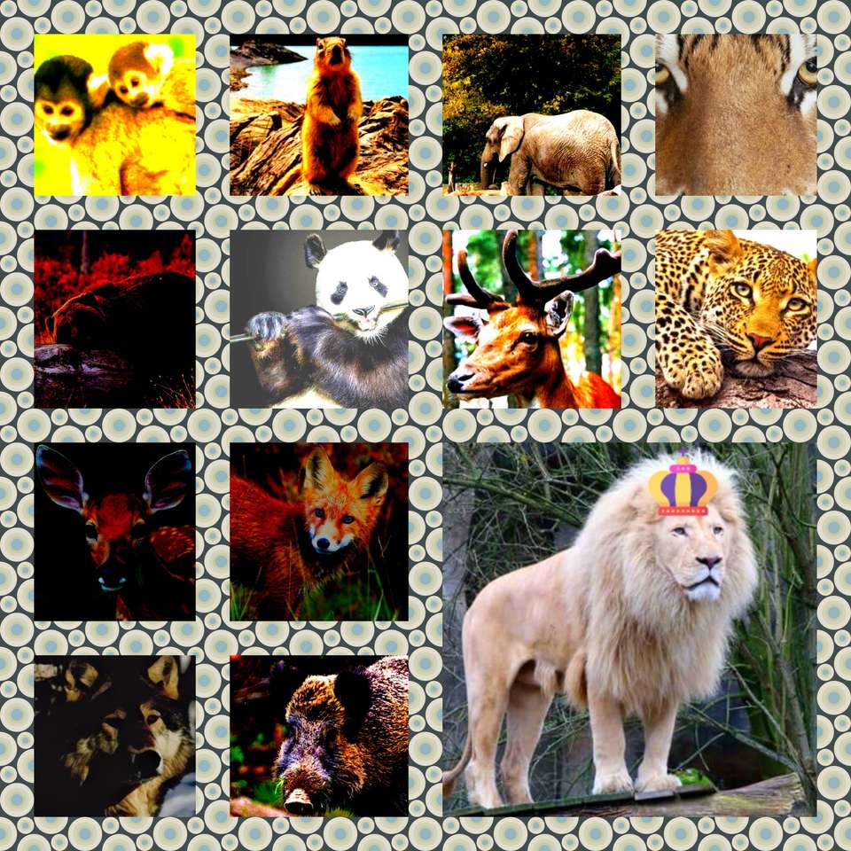 zoo lo zoo e ancora una volta lo zoo puzzle online
