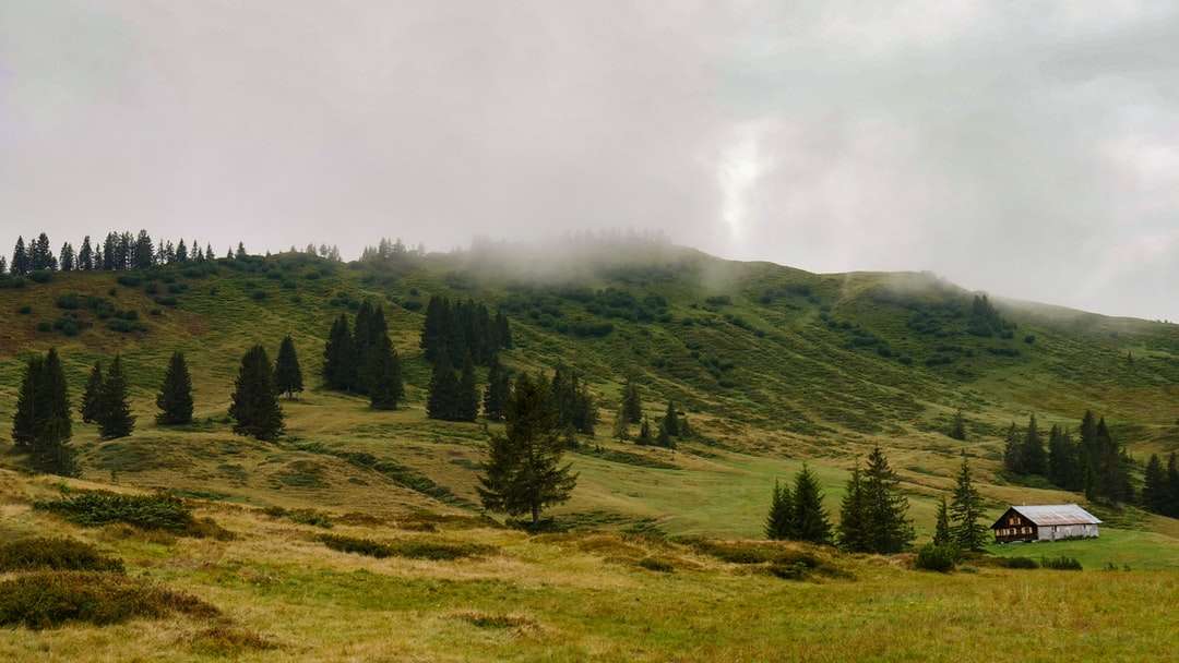 alberi verdi sul campo di erba verde sotto le nuvole bianche puzzle online