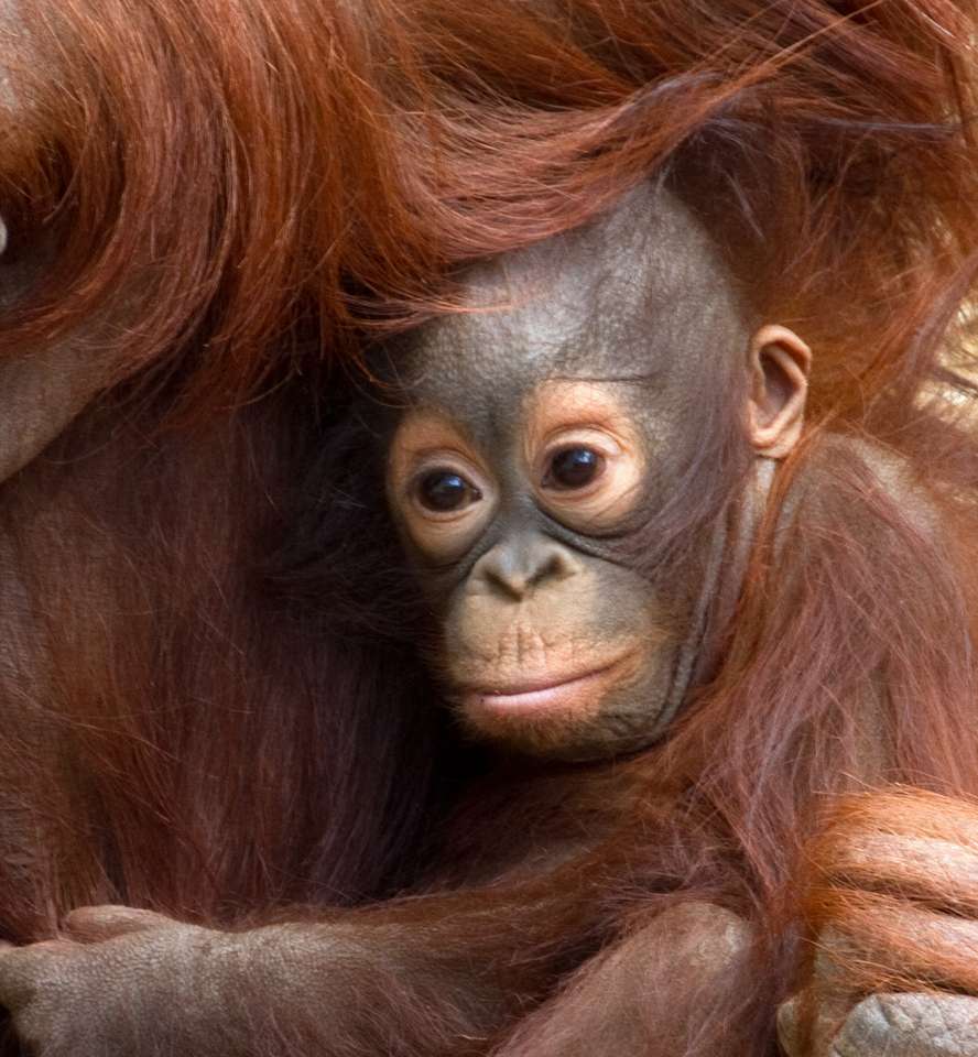 Baby orangutang pussel på nätet