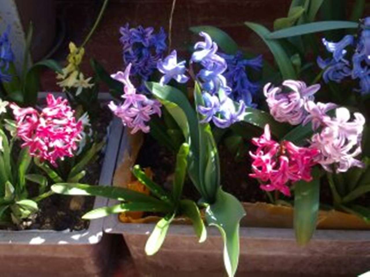 Flori de primăvară puzzle online