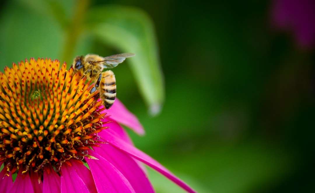 abelha pousada em uma flor rosa em fotografia de perto quebra-cabeças online