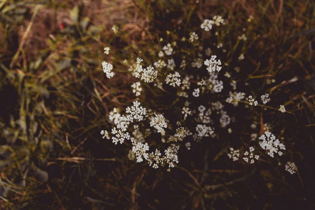 flori albe în lentilă de înclinare jigsaw puzzle online