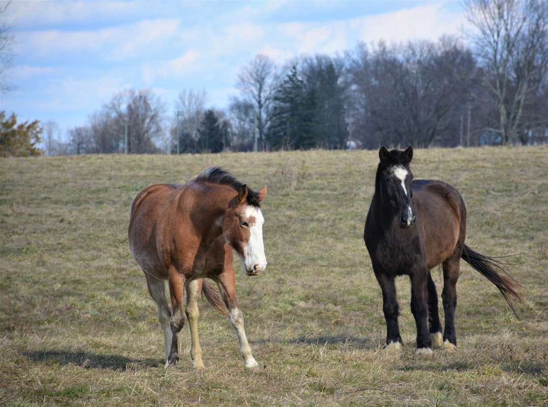 cavalo marrom e branco em campo de grama verde durante o dia quebra-cabeças online