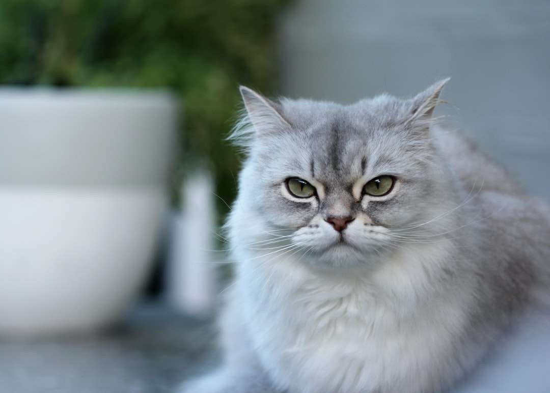 бяла персийска котка върху бяла керамична купа онлайн пъзел
