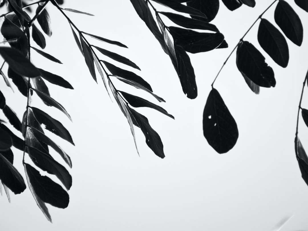 fekete-fehér levelek illusztráció kirakós online
