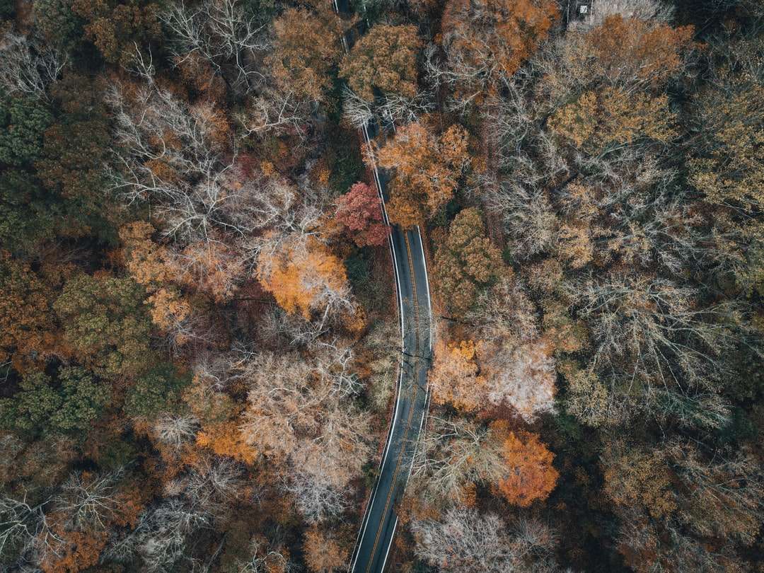 въздушен изглед на път в средата на дърветата онлайн пъзел