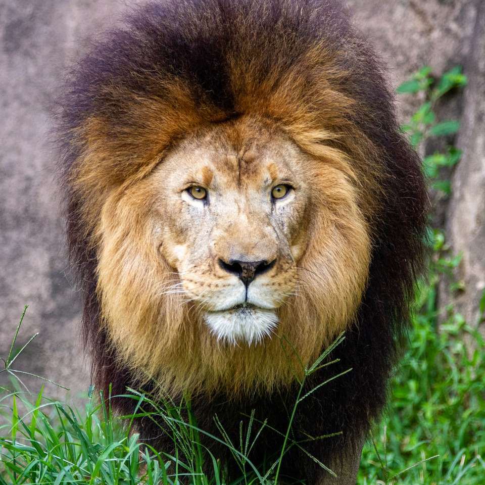 λιοντάρι που βρίσκεται στο πράσινο γρασίδι κατά τη διάρκεια της ημέρας παζλ online