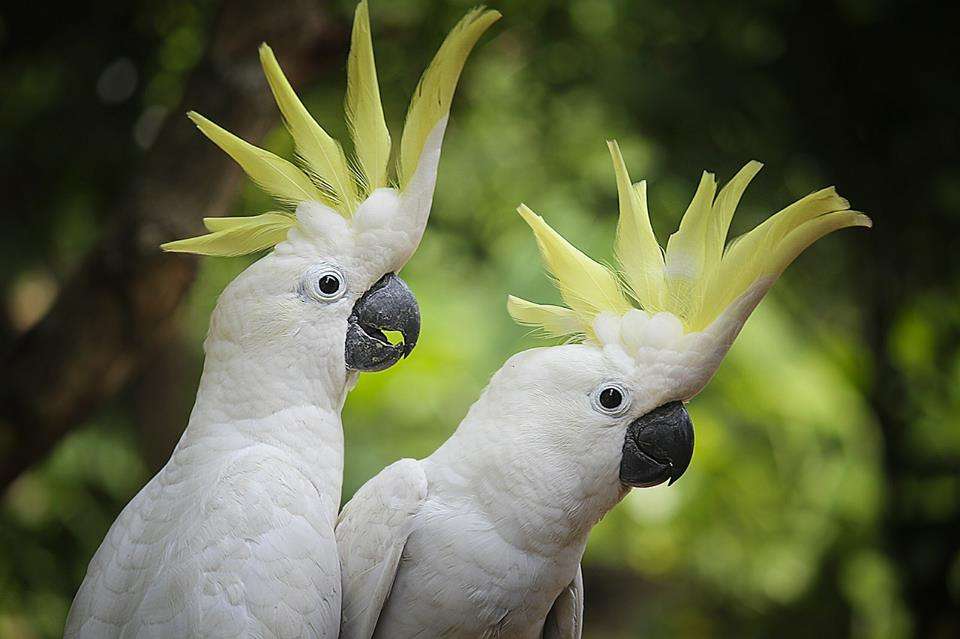 kaketoe papegaaien online puzzel