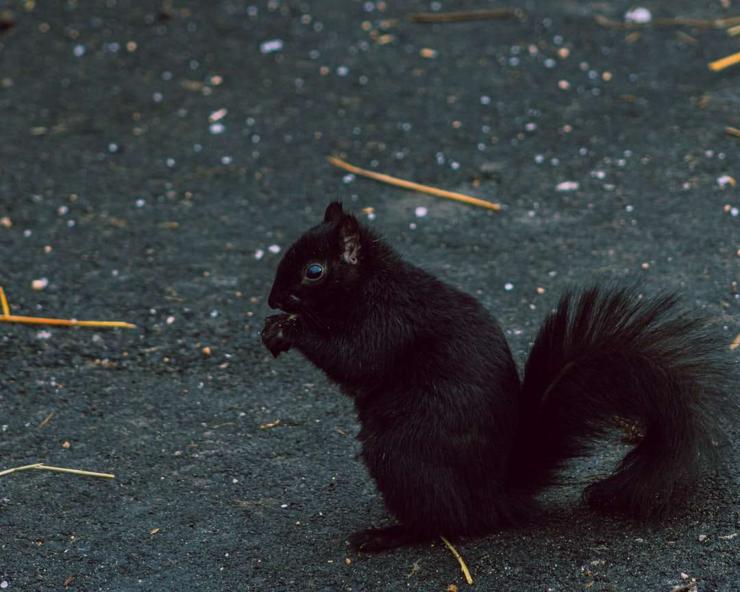 μαύρο σκίουρο σε γκρι δάπεδο από μπετόν online παζλ