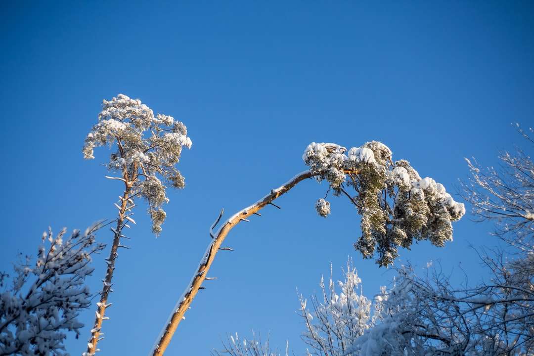 белое вишневое дерево под голубым небом в дневное время онлайн-пазл