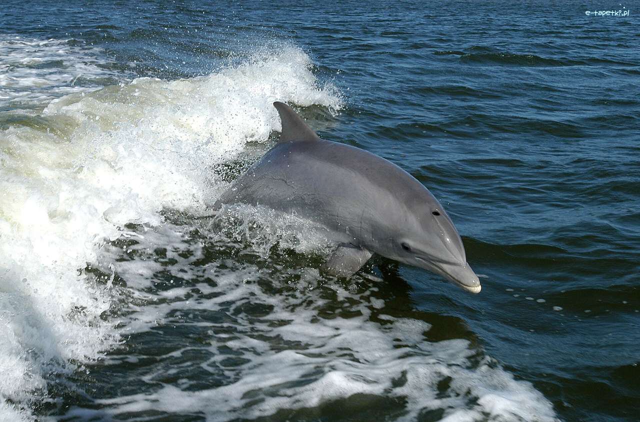 delfin în mare jigsaw puzzle online