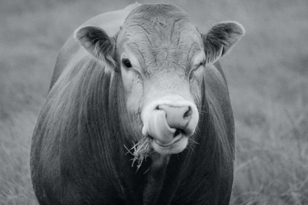 szürkeárnyalatos fotó a tehenek fejéről online puzzle