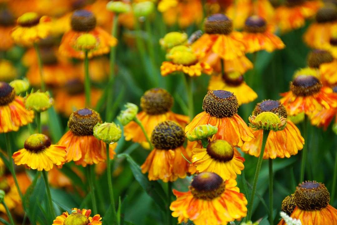 floarea-soarelui galbenă în fotografie de aproape puzzle online