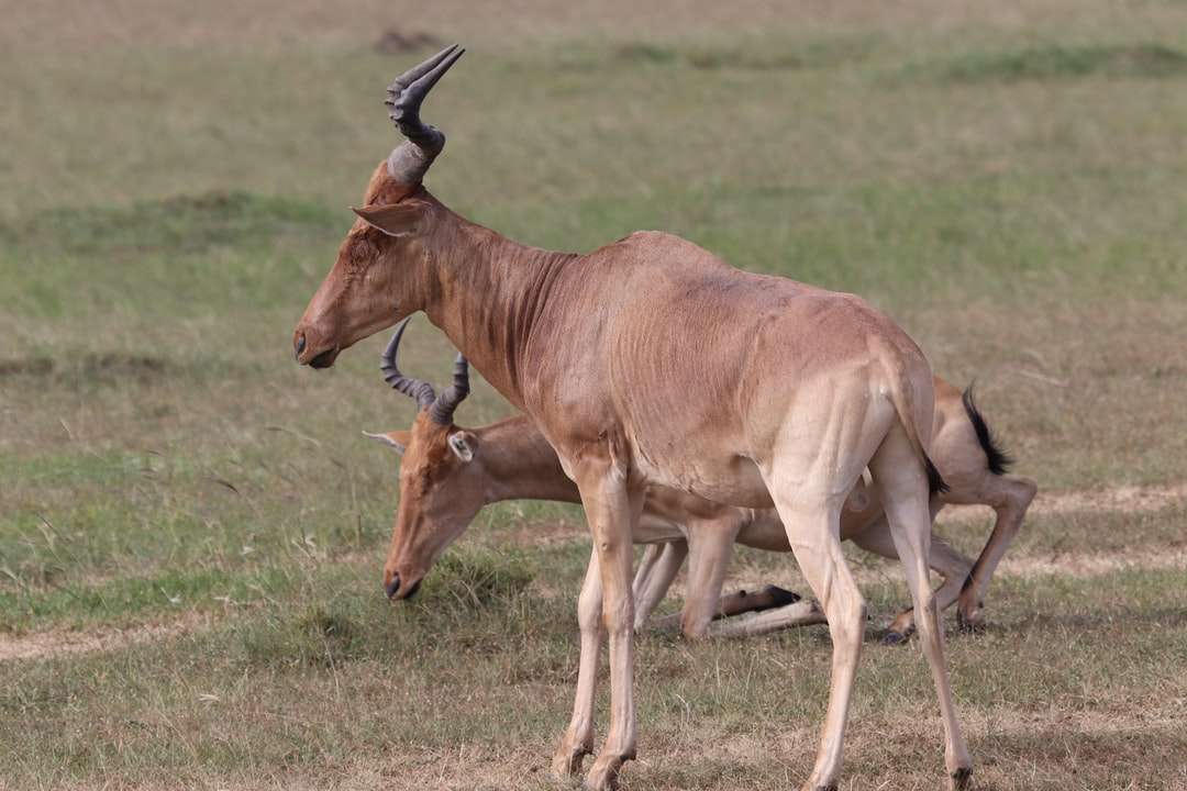 barna állat zöld füves területen napközben kirakós online
