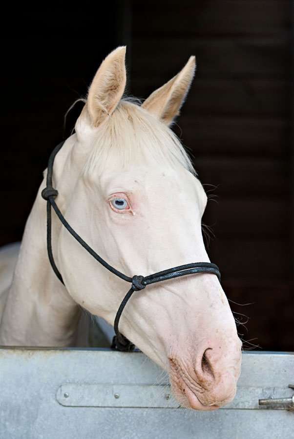 άσπρο άλογο παζλ online
