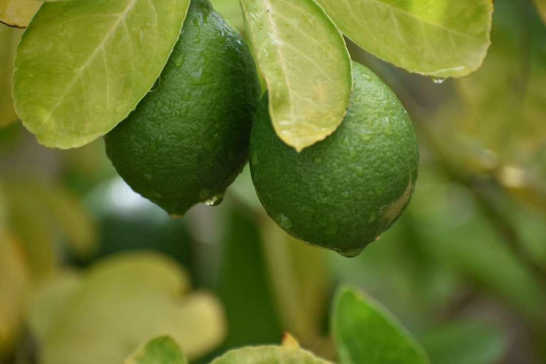 πράσινα στρογγυλά φρούτα σε στενή επάνω φωτογραφία παζλ online