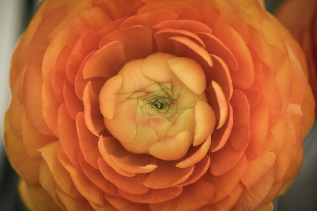 зелений лист на помаранчеву квітку онлайн пазл
