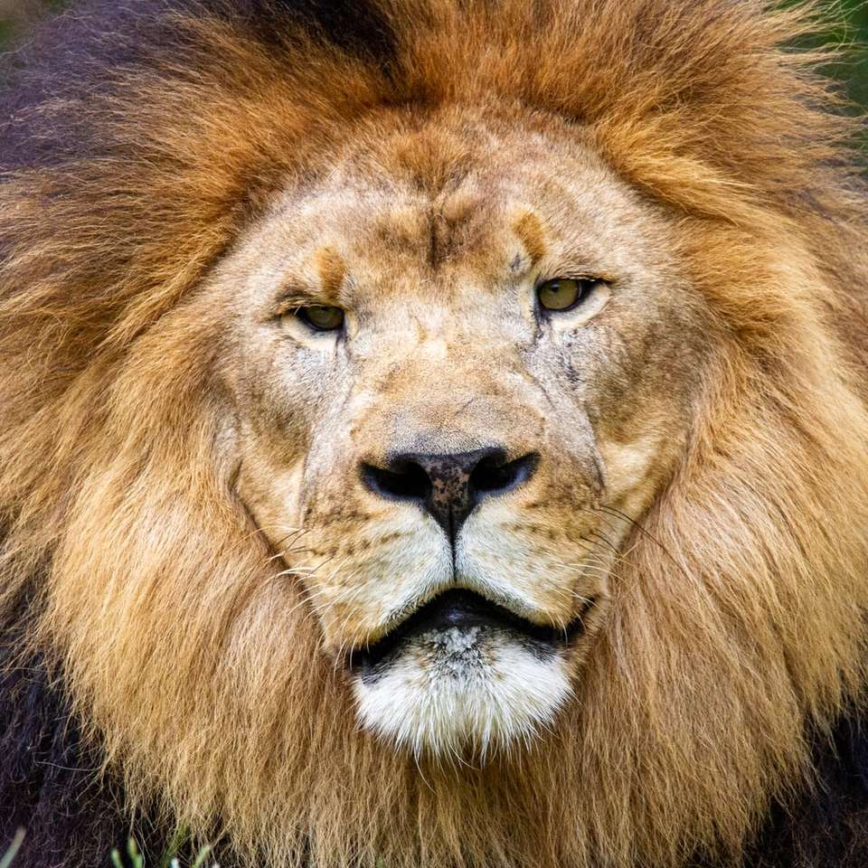 oroszlán feküdt a zöld fűben online puzzle