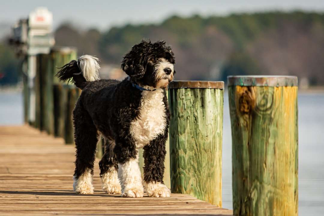 Schwarzweiss lang beschichteter Hund auf braunem Holzzaun Puzzlespiel online