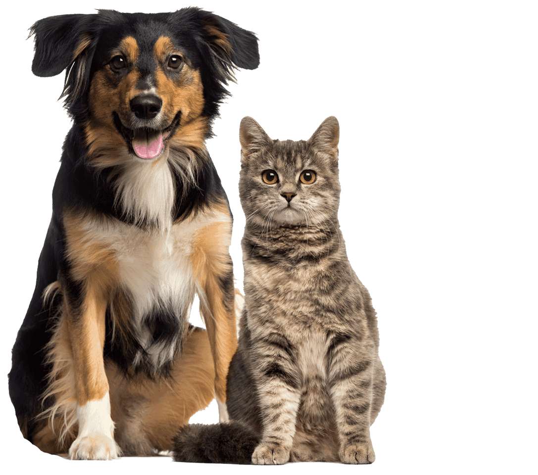 Puzzle kutyák és macskák kirakós online