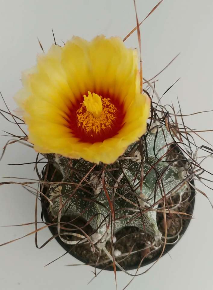 Flor de cactus rompecabezas en línea