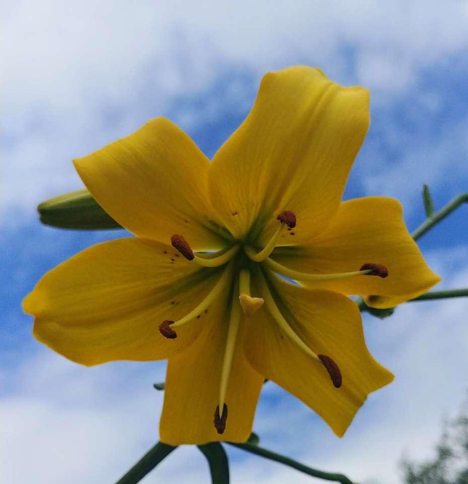 Желтая лилия онлайн-пазл