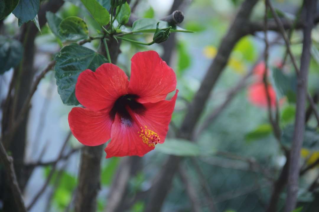 червен хибискус в разцвет през деня онлайн пъзел