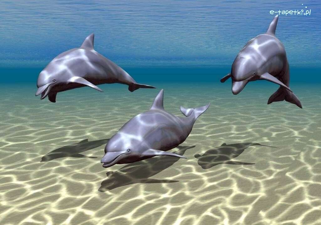 δελφίνια. online παζλ