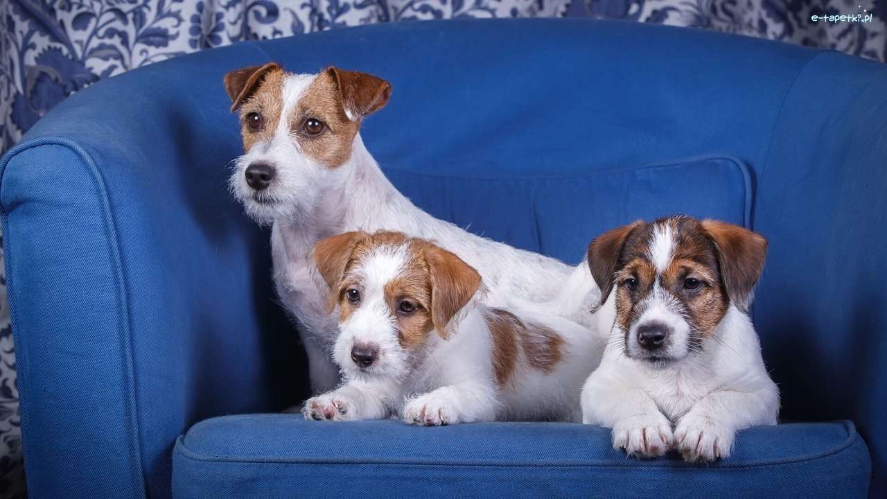 cachorrinhos no sofá puzzle online