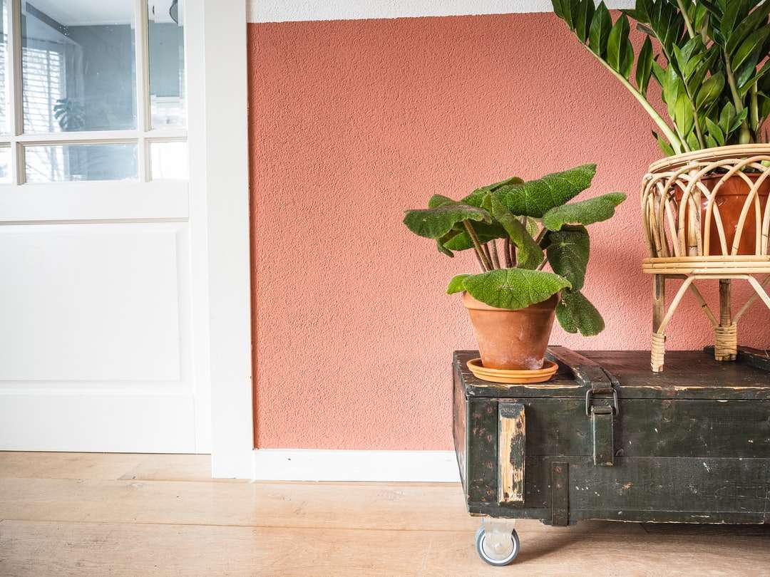 green potted plant on black suitcase online puzzle