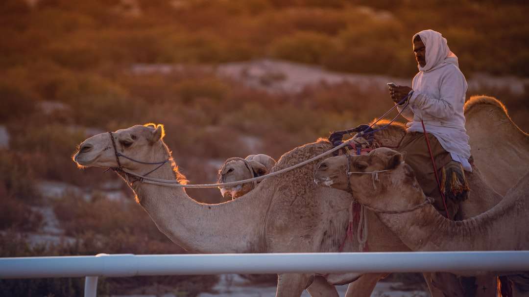 коричневые верблюды на коричневом поле днем пазл онлайн