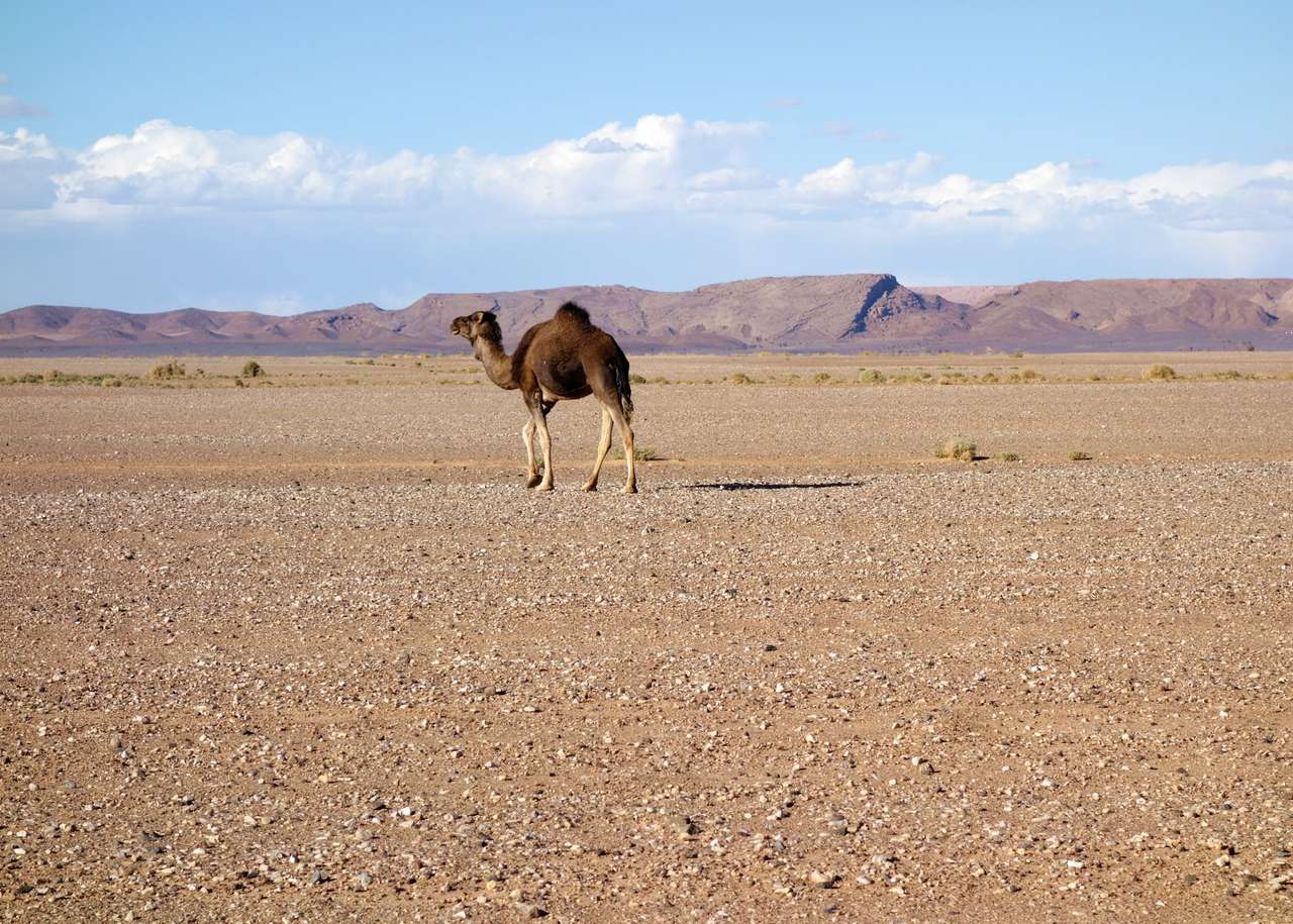 Верблюд у пустелі пазл онлайн