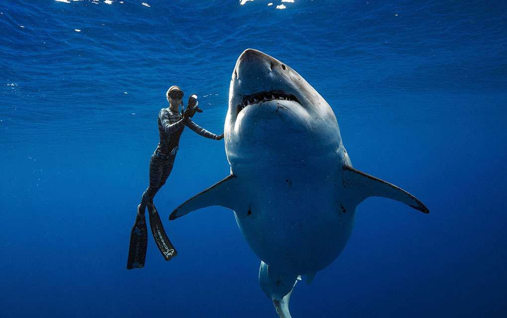 белая акула пазл онлайн
