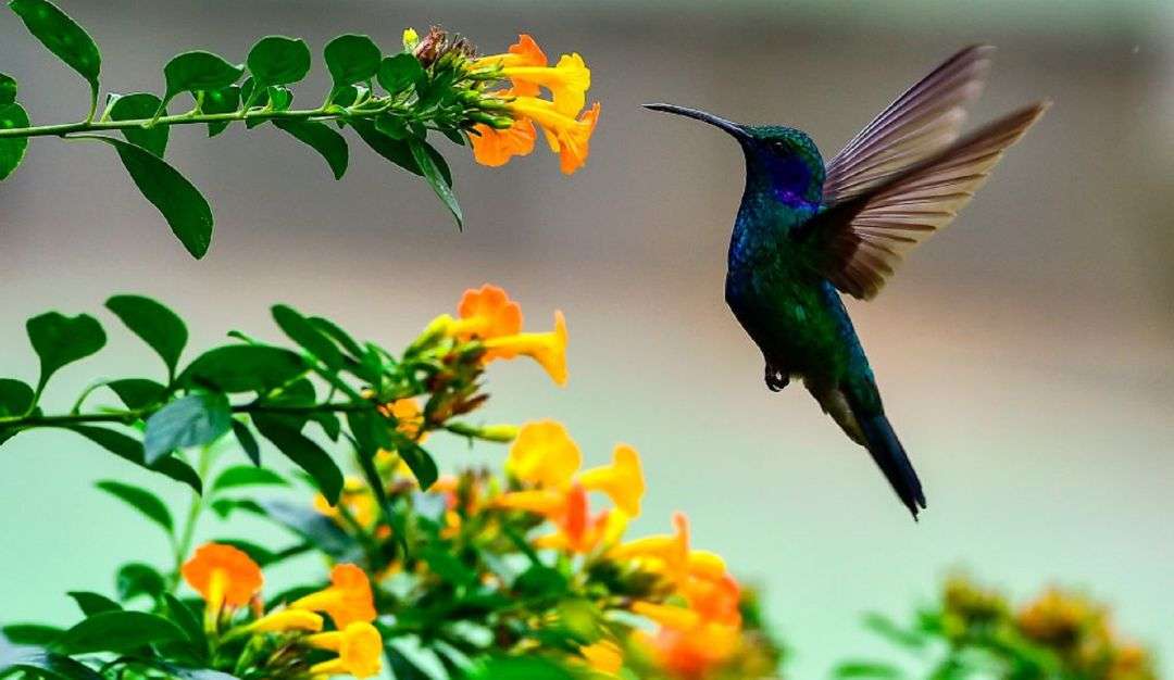 expo 1 kolibri pussel på nätet