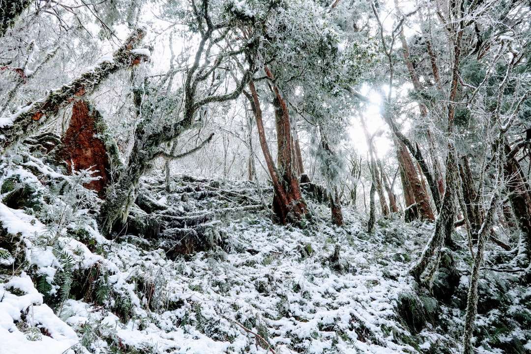 кафяви дървета, покрити със сняг през деня онлайн пъзел