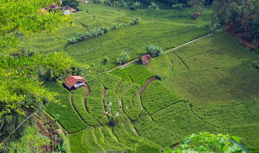 luchtfoto van groen grasveld overdag online puzzel