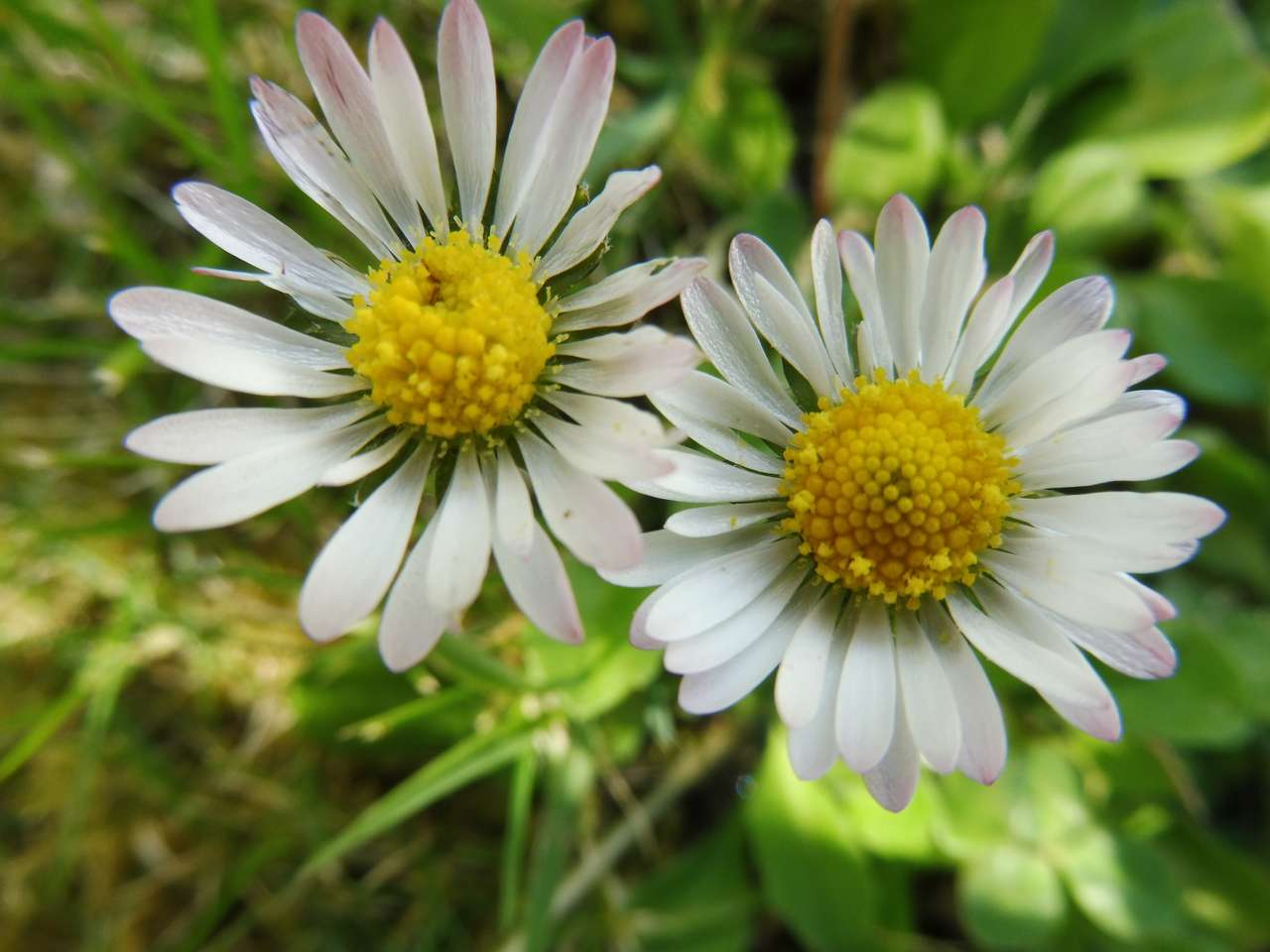 Daisies jigsaw puzzle online