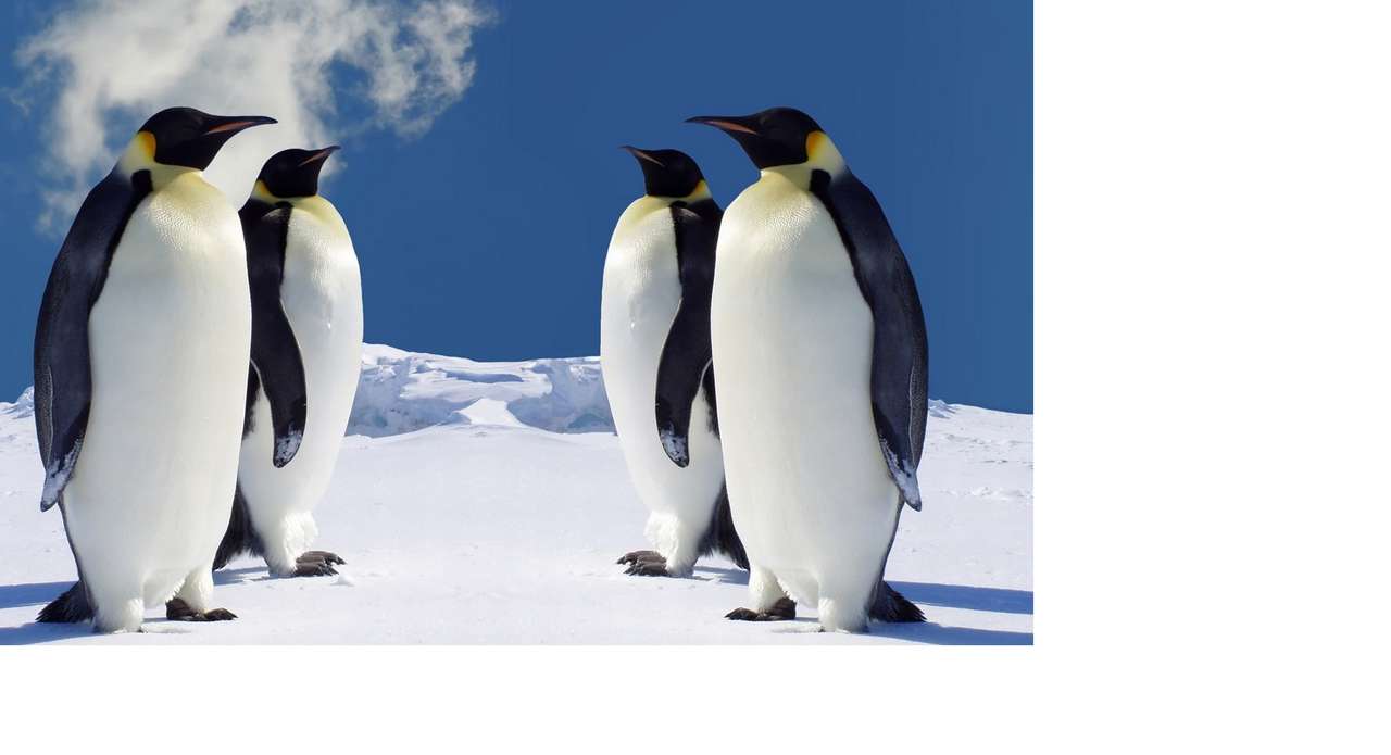 Pingviner pussel på nätet