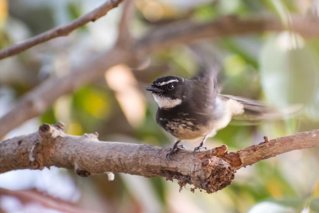 кафява и бяла птица на кафяв дървесен клон през деня онлайн пъзел