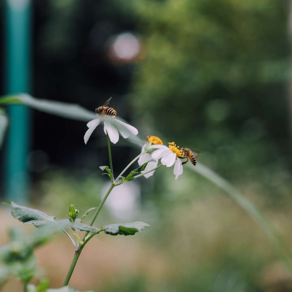 albină cocoțată pe floare albă în fotografie apropiată jigsaw puzzle online