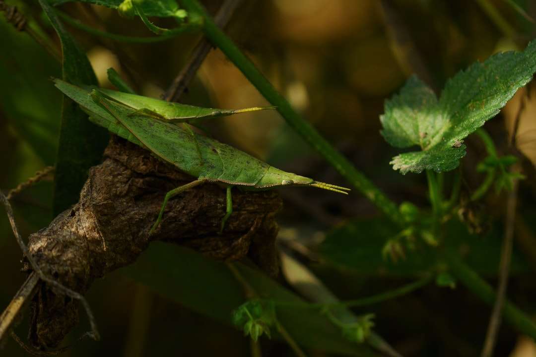 grön gräshoppa uppe på brun trädgren Pussel online