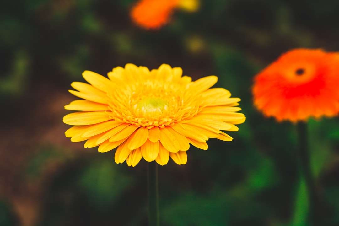 チルトシフトレンズの黄色い花 オンラインパズル