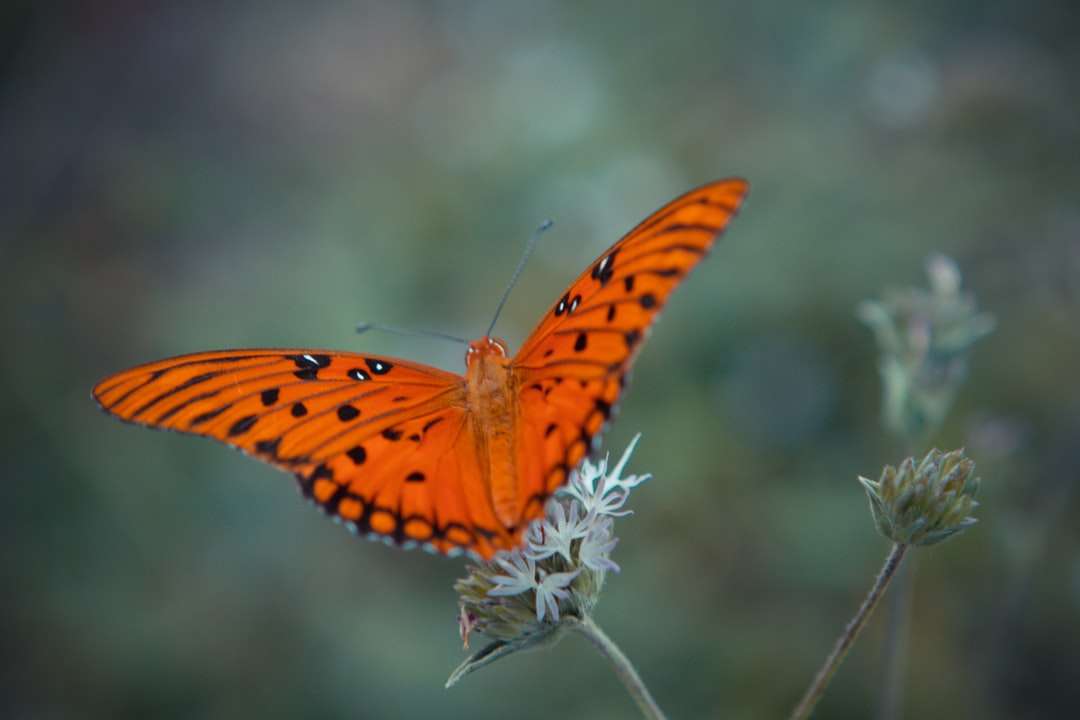 orange och svart fjäril uppflugen på vit blomma Pussel online