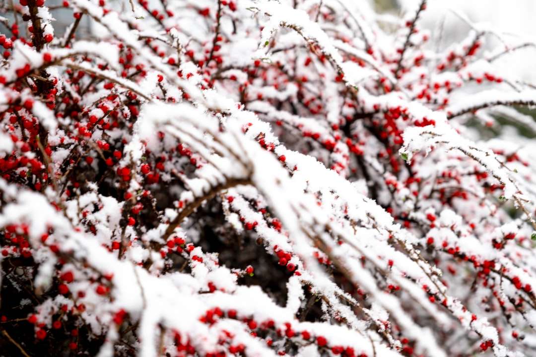 bílá a červená větev stromu skládačky online