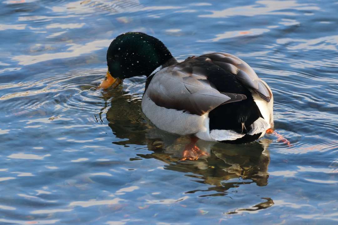 Mallard duck in acqua durante il giorno puzzle online