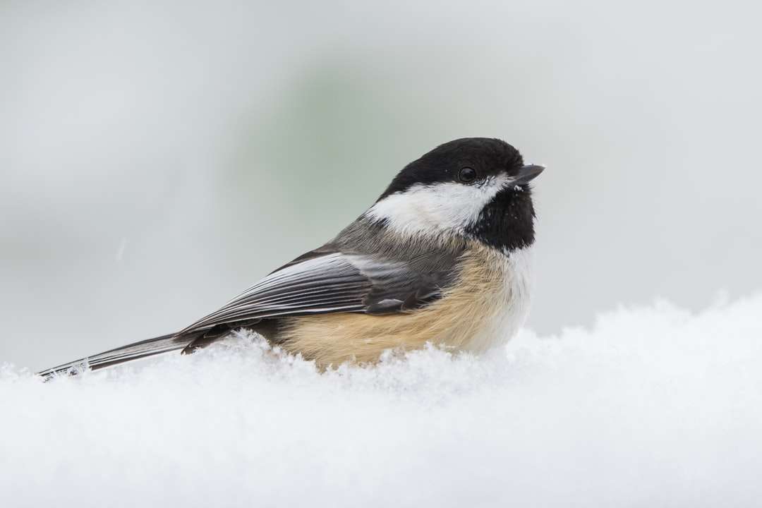 μαύρο και άσπρο πουλί σε χιονισμένο έδαφος παζλ online